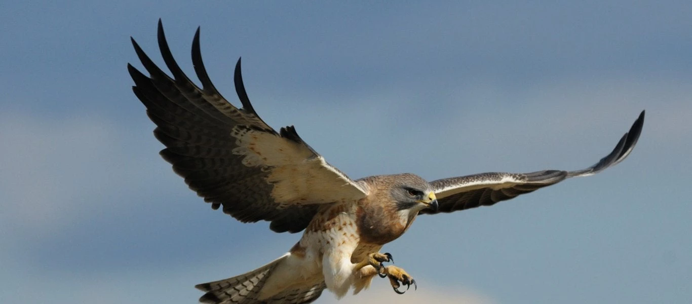 Αγρίνιο: «Μπελάδες» έφερε στους αστυνομικούς ένα γεράκι – «εισβολέας» (βίντεο)